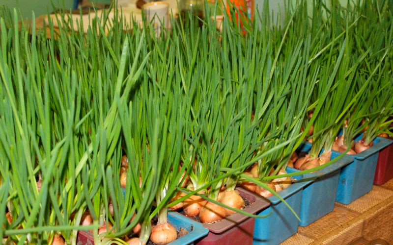 Лук-шалот: тонкости выращивания семейного лука из севка и семян