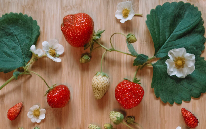 Земляника лесная - описание и виды ягоды | Где растет и фото в природе