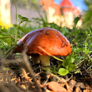 Антон Я., Челябинская область: Посадка 🍄‍🟫 27/09/25, месяц наблюдал чтобы не пересохло иног