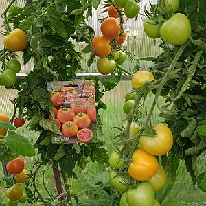 Мария С., Вологодская область: Плоды ровные, не лопаются, легко снимаются, стенки плотные, 