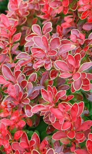 Барбарис тунберга АДМИРЕЙШН