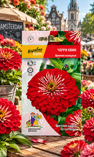 Цинния ЧЕРРИ КВИН изящная