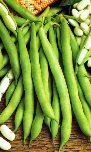 Фасоль МОСКОВСКАЯ БЕЛАЯ ЗЕЛЁНОСТРУЧКОВАЯ 556