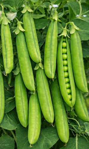 Горох МАЛОЛИСТНЫЙ