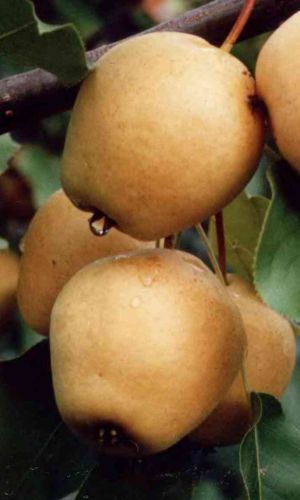 Груша КУЮМСКАЯ — Раннеосенний сорт