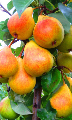 Груша РАННЕЛЕТНЯЯ — Раннелетний сорт