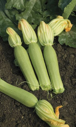 Кабачок ВЕСЕННЕЕ ЧУДО &mdash; Ультраскороспелый! Кустовой! Мякоть светлая, плотная, вкусная и нежная! Урожайность до 10 кг/кв.м!