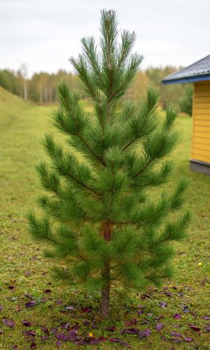 Кедр СИБИРСКИЙ