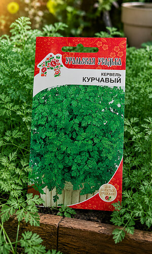 Кервель АЖУРНЫЙ (КУРЧАВЫЙ)