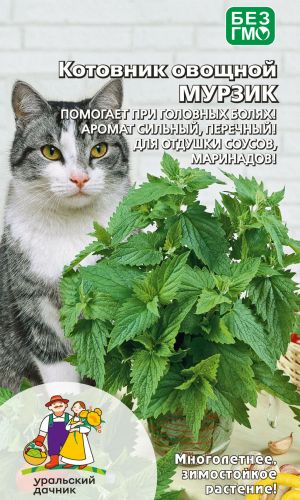 Котовник овощной МУРЗИК — Помогает при головных болях! Аромат сильный, перечный! Для отдушки соусов, маринадов!