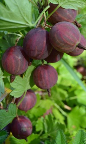 Крыжовник КОМАНДОР