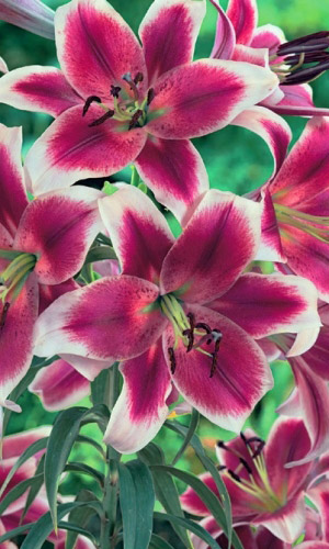 Лилия ФРИЗО &mdash; ОТ-гибрид