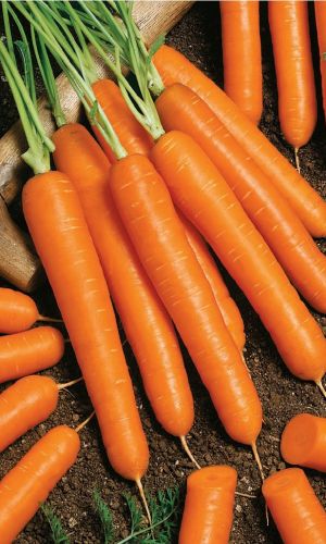 Морковь КАРАМЕЛЬКА КРАСНАЯ — Для детского питания! Один из самых вкусных и неприхотливых сортов!