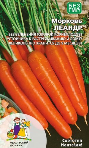 Морковь ЛЕАНДР — Без зеленения головок корнеплодов! Устойчива к растрескиванию и лому! Великолепно хранится до 9 месяцев!