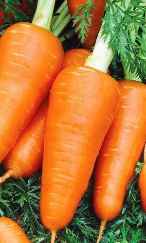 Морковь ШАНТАНЭ СИБИРСКАЯ — Популярна своей высокой урожайностью и великолепным вкусом! Долежит до нового урожая!