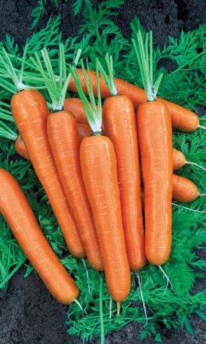 Морковь СИБИРСКИЙ БОГАТЫРЬ F1 — Крупная, сладкая! Хороша для длительного, зимнего, хранения!