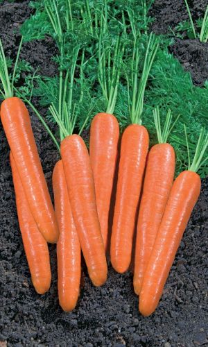 Морковь СУПЕРСТАР F1 — Мякоть очень сладкая, хрустящая, сочная с высоким содержанием каротина! Идеальна для длительного хранения!