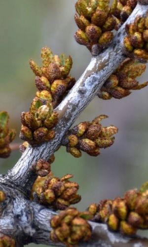 Облепиха АЛЕЙ