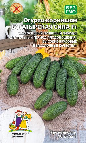 Огурец БОГАТЫРСКАЯ СИЛА F1 &mdash; Скороспелый пучковый гибрид! Длительный период плодоношения! Высокие вкусовые и засолочные качества!