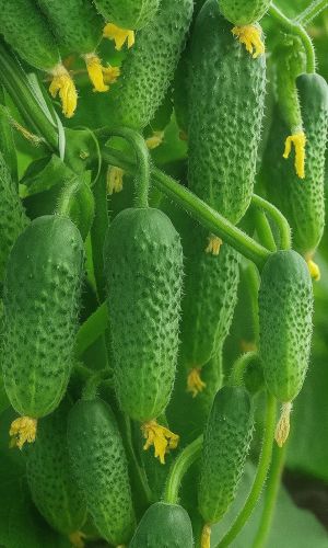 Огурец КУЧЕРЯВЫЙ F1 — Пучковый! Холодостойкий! Засолочный! В любое лето с урожаем!