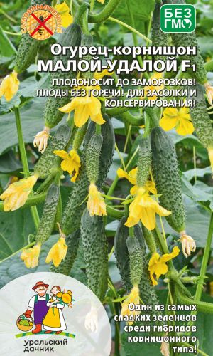 Огурец МАЛОЙ- УДАЛОЙ F1 &mdash; Плодоносит до заморозков! Плоды без горечи! Для засолки и консервирования!