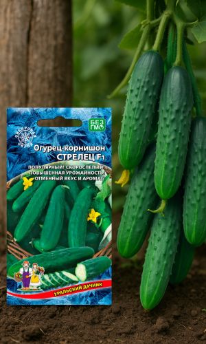 Огурец СТРЕЛЕЦ F1 — Популярный! Скороспелый! Повышенная урожайность! Отменный вкус и аромат!