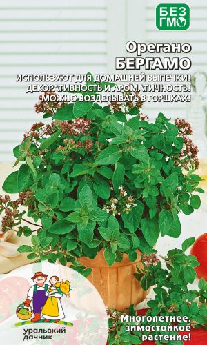 Орегано БЕРГАМО — Используют для домашней выпечки! Декоративность и ароматичность! Можно возделывать в горшках!