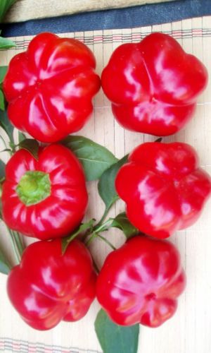 Перец КОЛОБОК — Обильное плодоношение! Самый ранний из томатовидных перцев! Толстая стенка! Великолепен для фарширования!