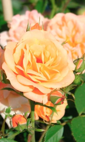 Роза ЭПРИКОТ КЛЕМЕНТИНА — Патио и спрей