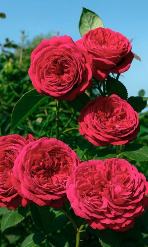 Роза ФАЛЬСТАФ — Английская кустовая