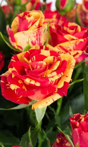 Роза ФАЙЕР ФЛЕШ — Флорибунда