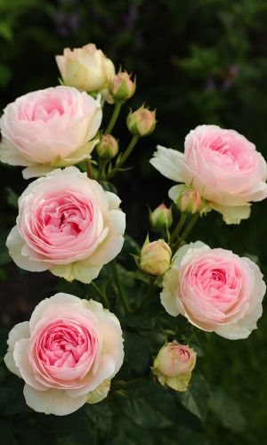 Роза ФЁРСТ ЛЕДИ — Шраб