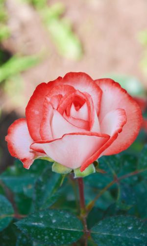 Роза ИМПЕРАТРИЦА ФАРАХ — Чайно-гибридная