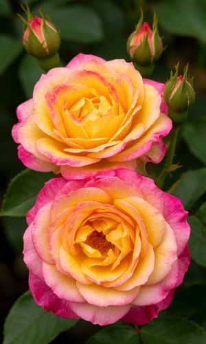 Роза КОРДЕС ДЖУБИЛИ — Чайно-гибридная