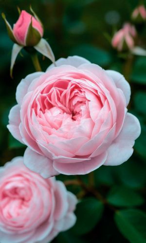 Роза ШАЛЬНАЯ ИМПЕРАТРИЦА — Флорибунда