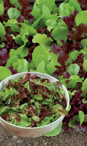 Салат БАЛКОННАЯ СМЕСЬ