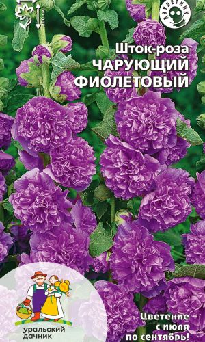 Шток-роза ЧАРУЮЩИЙ ФИОЛЕТОВЫЙ