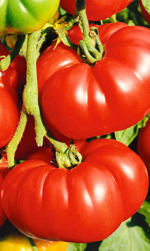Стоит ли сажать томаты Шапка Мономаха – описание характеристик, плюсов и минусов сорта