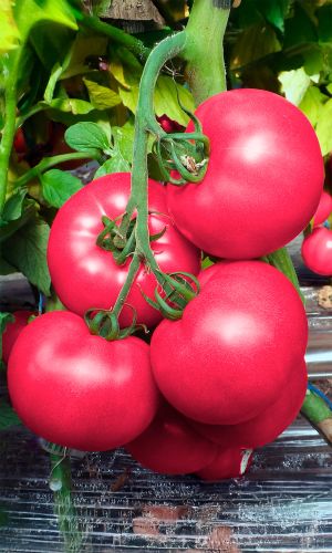 Томат ПОБЕДА F1 — Медовое лакомство! Настоящая победа вкуса! Плоды цвета спелой малины! Аромат сногсшибательный!