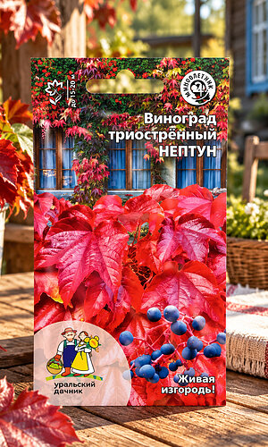 Виноград триострённый НЕПТУН