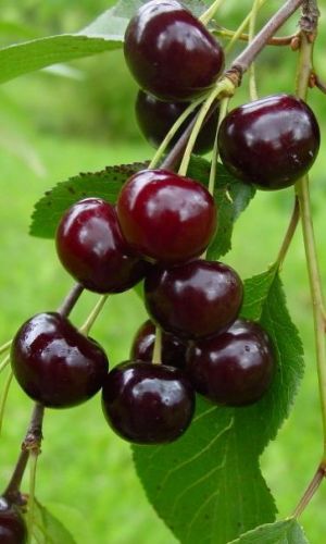 Вишня НОВЕЛЛА