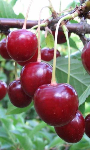 Вишня ТУРГЕНЕВКА