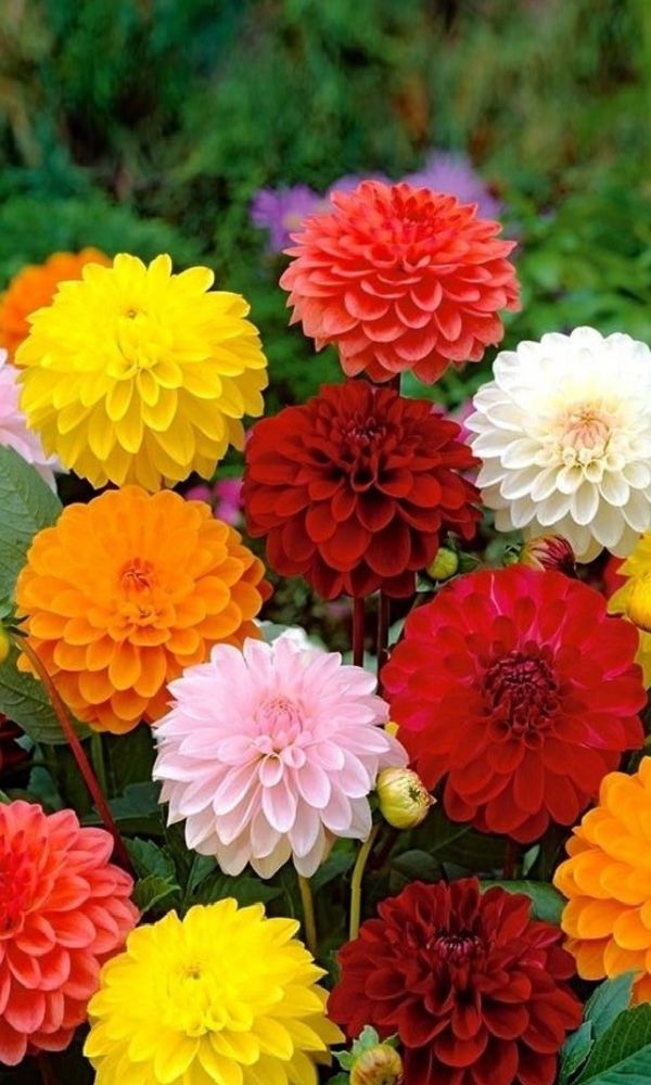 Георгины Dahlia Mix