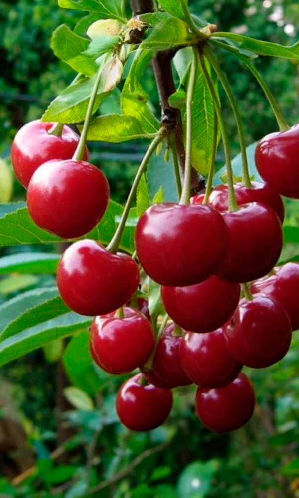 вишни сорта вишни для средней полосы. крупноплодного сорта «кармен» вишня. вишня колоновидная шоколадница. урожайность сортов вишни. вишня владимирская (с7,5/с10).