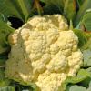 Капуста цветная ЭКСПРЕСС МС