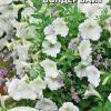 Петуния ВОНДЕР ВАЙТ