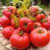 Томат МИНУСИНСКИЙ УЛУЧШЕННЫЙ ОТБОР