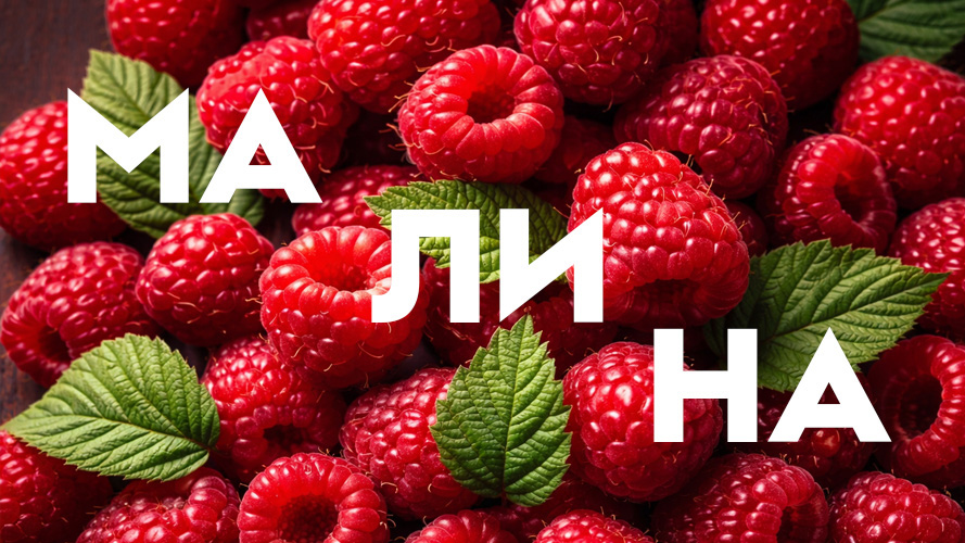 Саженцы малины. Заказ на весну 2026