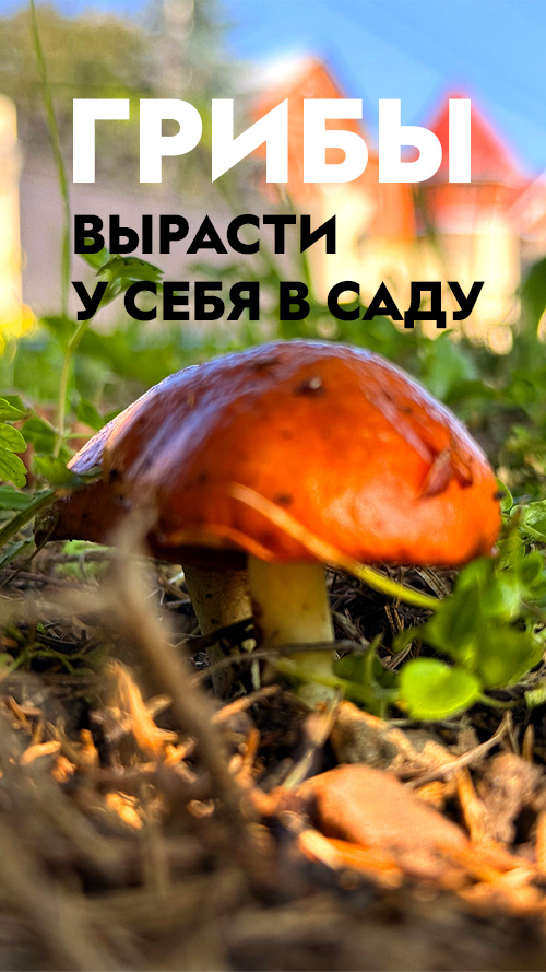 Грибы. Выращивайте у себя в саду